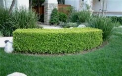 Japanese Boxwood - Buxus Microphylla - 1 Gallon Pot -Plant Discount Store Boxwood Japanese Hedge 4