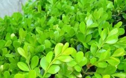 Japanese Boxwood - Buxus Microphylla - 1 Gallon Pot -Plant Discount Store Boxwood Japanese Leaves Closeup 2