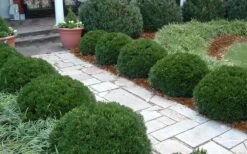 Justin Brouwers Dwarf Boxwood - 1 Gallon Pot -Plant Discount Store Boxwood Justin Brouwers In Landscape