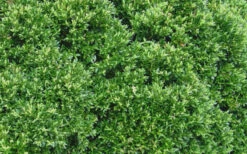 Justin Brouwers Dwarf Boxwood - 1 Gallon Pot 11 Justin Brouwers Dwarf Boxwood - 1 Gallon Pot -Plant Discount Store Boxwood Justin Brouwers Leaves 1