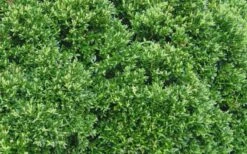 Justin Brouwers Dwarf Boxwood - 1 Gallon Pot -Plant Discount Store Boxwood Justin Brouwers Leaves