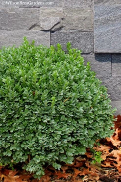 Korean Dwarf Boxwood - Buxus Sinica Var. Insularis 'Nana' - 6 Pack Of 1 Gallon Pots 13 Korean Dwarf Boxwood - Buxus Sinica Var. Insularis 'Nana' - 6 Pack Of 1 Gallon Pots -Plant Discount Store Boxwood Korean Dwarf Insularis Nana 1