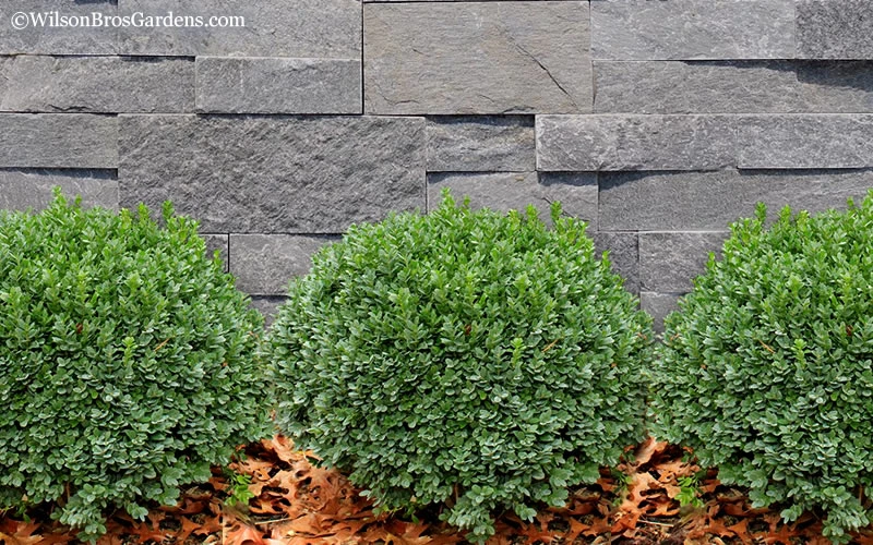 Korean Dwarf Boxwood - Buxus Sinica Var. Insularis 'Nana' - 6 Pack Of 1 Gallon Pots 7 Korean Dwarf Boxwood - Buxus Sinica Var. Insularis 'Nana' - 6 Pack Of 1 Gallon Pots - Image 5