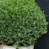 Korean Dwarf Boxwood - Buxus Sinica Var. Insularis 'Nana' - 6 Pack Of 1 Gallon Pots 1 Korean Dwarf Boxwood - Buxus Sinica Var. Insularis 'Nana' - 6 Pack Of 1 Gallon Pots -Plant Discount Store Boxwood Korean Dwarf Insularis Nana 5