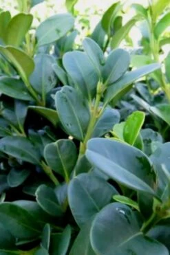 Shadow Sentry Pyramidal Boxwood - 3 Gallon Pot -Plant Discount Store Boxwood Shadow Sentry 1