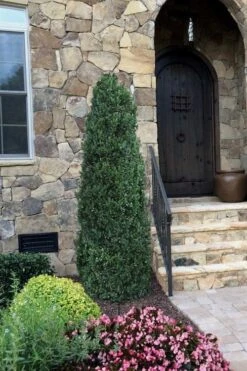 Shadow Sentry Pyramidal Boxwood - 3 Gallon Pot -Plant Discount Store Boxwood Shadow Sentry 3