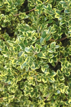 Sunburst Variegated Korean Boxwood - 1 Gallon Pot -Plant Discount Store Boxwood Sunburst 2 1