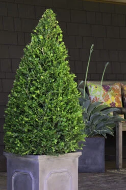 Wintergreen Boxwood - 1 Gallon Pot 11 Wintergreen Boxwood - 1 Gallon Pot -Plant Discount Store Boxwood Wintergreen 11 2