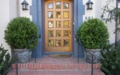 Wintergreen Boxwood - 1 Gallon Pot 12 Wintergreen Boxwood - 1 Gallon Pot -Plant Discount Store Boxwood Wintergreen 12 1