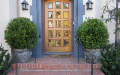 Wintergreen Boxwood - 1 Gallon Pot 12 Wintergreen Boxwood - 1 Gallon Pot -Plant Discount Store Boxwood Wintergreen 12 2