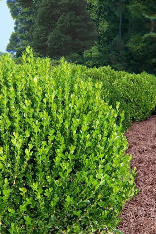 Wintergreen Boxwood - 1 Gallon Pot 8 Wintergreen Boxwood - 1 Gallon Pot - Image 6