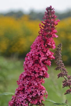 Monarch Prince Charming Butterfly Bush (Buddleia) - 1 Gallon Pot -Plant Discount Store Butterfly Bush Prince Charming 10