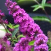 Buddleia Flutterby Petite Tutti Fruitti Dwarf Butterfly Bush - 3 Gallon Pot 2 Buddleia Flutterby Petite Tutti Fruitti Dwarf Butterfly Bush - 3 Gallon Pot -Plant Discount Store Butterfly Bush Tutti Frutti 500x750 1