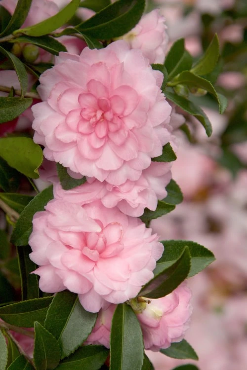October Magic Pink Perplexion Camellia - 7 Gallon Pot (1-2') 3 October Magic Pink Perplexion Camellia - 7 Gallon Pot (1-2')