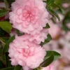 October Magic Pink Perplexion Camellia - 3 Gallon Pot 1 October Magic Pink Perplexion Camellia - 3 Gallon Pot -Plant Discount Store Caellia Pink Perplexion 500x750 4