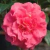 Ack-Scent Fragrant Pink Camellia Japonica - 1 Gallon Pot -Plant Discount Store Camellia Ack Scent JW 1