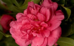 Alabama Beauty Camellia Sasanqua - 3 Gallon Pot 9 Alabama Beauty Camellia Sasanqua - 3 Gallon Pot -Plant Discount Store Camellia Alabama Beauty 50