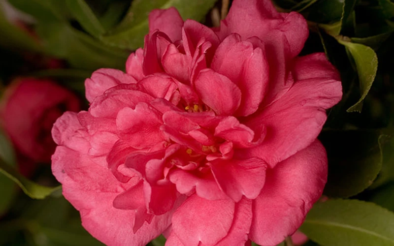 Alabama Beauty Camellia Sasanqua - 3 Gallon Pot 6 Alabama Beauty Camellia Sasanqua - 3 Gallon Pot - Image 4