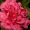Alabama Beauty Camellia Sasanqua - 3 Gallon Pot -Plant Discount Store Camellia Alabama Beauty 500x750 1