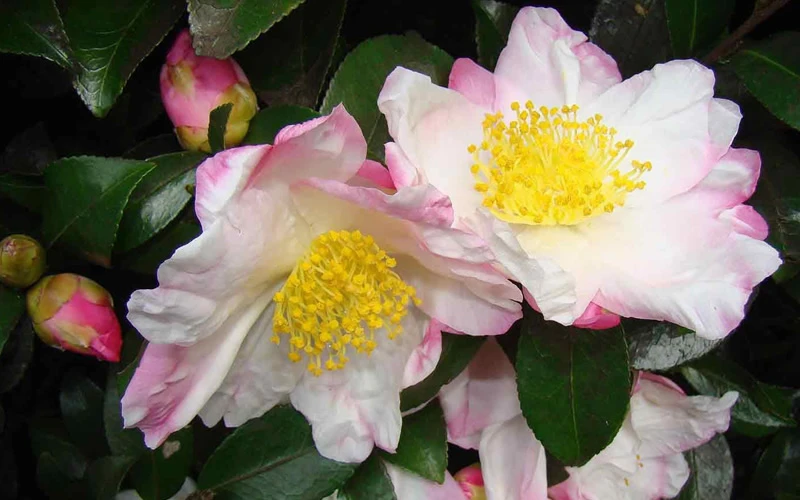 Apple Blossom Camellia Sasanqua - 1 Gallon Pot 7 Apple Blossom Camellia Sasanqua - 1 Gallon Pot - Image 5