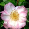 Apple Blossom Camellia Sasanqua - 1 Gallon Pot -Plant Discount Store Camellia Apple Blossom 11