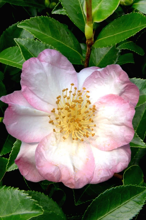 Apple Blossom Camellia Sasanqua - 1 Gallon Pot 3 Apple Blossom Camellia Sasanqua - 1 Gallon Pot