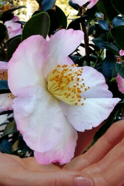 Apple Blossom Camellia Sasanqua - 1 Gallon Pot 11 Apple Blossom Camellia Sasanqua - 1 Gallon Pot -Plant Discount Store Camellia Apple Blossom 6