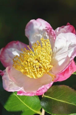 Apple Blossom Camellia Sasanqua - 1 Gallon Pot 13 Apple Blossom Camellia Sasanqua - 1 Gallon Pot -Plant Discount Store Camellia Apple Blossom 7