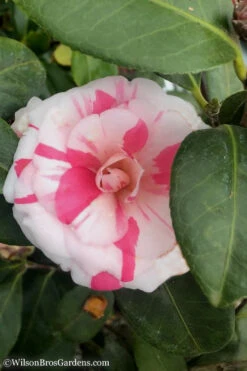 April Dawn Cold Hardy Camellia Japonica - 7 Gallon Pot -Plant Discount Store Camellia April Dawn 10