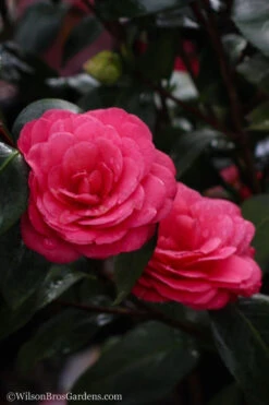 April Dawn Cold Hardy Camellia Japonica - 2.5 Gallon Pot 14 April Dawn Cold Hardy Camellia Japonica - 2.5 Gallon Pot -Plant Discount Store Camellia April Dawn 20 1