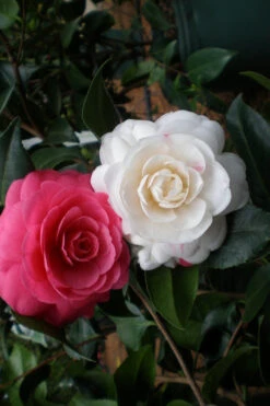 April Dawn Cold Hardy Camellia Japonica - 2.5 Gallon Pot 12 April Dawn Cold Hardy Camellia Japonica - 2.5 Gallon Pot -Plant Discount Store Camellia April Dawn 21 1