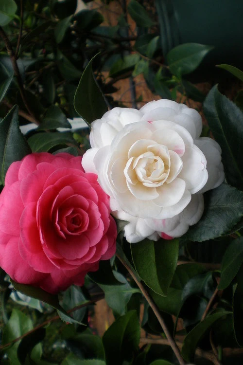 April Dawn Cold Hardy Camellia Japonica - 2.5 Gallon Pot 6 April Dawn Cold Hardy Camellia Japonica - 2.5 Gallon Pot - Image 4