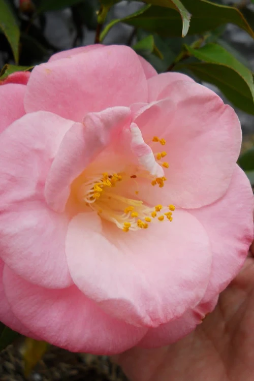 April Remembered Cold Hardy Pink Camellia Japonica - 7 Gallon Pot 3 April Remembered Cold Hardy Pink Camellia Japonica - 7 Gallon Pot