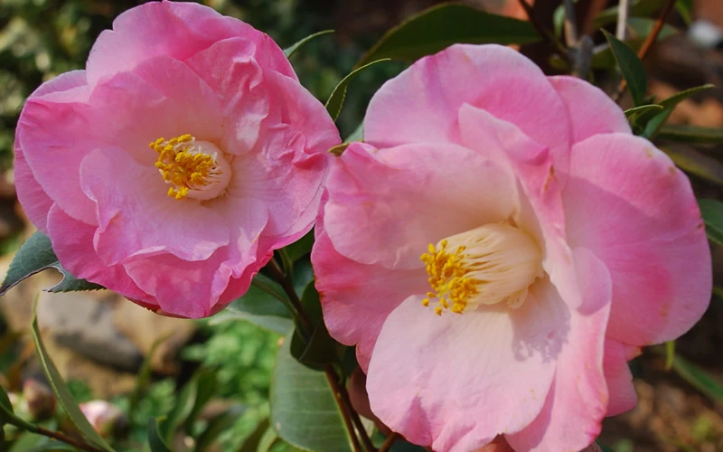 April Remembered Cold Hardy Pink Camellia Japonica - 7 Gallon Pot 6 April Remembered Cold Hardy Pink Camellia Japonica - 7 Gallon Pot - Image 4