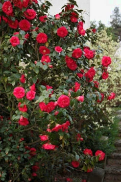 April Tryst Camellia Japonica - 7 Gallon Pot (3-4') 10 April Tryst Camellia Japonica - 7 Gallon Pot (3-4') -Plant Discount Store Camellia April Tryst 2 1