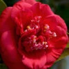April Tryst Camellia Japonica - 7 Gallon Pot (4-5') 2 April Tryst Camellia Japonica - 7 Gallon Pot (4-5') -Plant Discount Store Camellia April Tryst 3