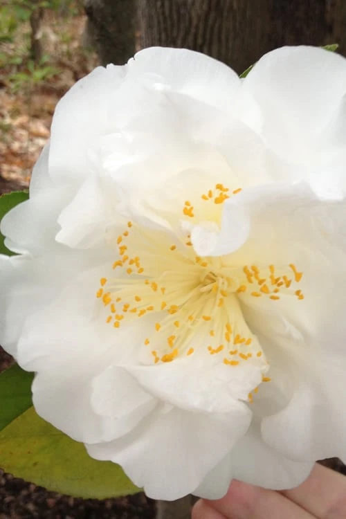Bessie Battle Camellia Japonica - 3 Gallon Pot 3 Bessie Battle Camellia Japonica - 3 Gallon Pot
