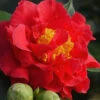 Blood Of China Fragrant Red Camellia Japonica - 7 Gallon Pot -Plant Discount Store Camellia Blood Of China 1