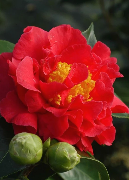Blood Of China Fragrant Red Camellia Japonica - 7 Gallon Pot 3 Blood Of China Fragrant Red Camellia Japonica - 7 Gallon Pot