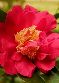 Blood Of China Fragrant Red Camellia Japonica - 7 Gallon Pot 9 Blood Of China Fragrant Red Camellia Japonica - 7 Gallon Pot -Plant Discount Store Camellia Blood Of China 3