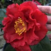 Bob Hope Camellia Japonica - 1 Gallon Pot 1 Bob Hope Camellia Japonica - 1 Gallon Pot -Plant Discount Store Camellia Bob Hope 1