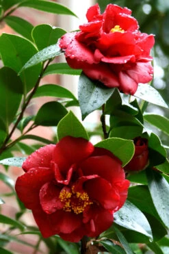 Bob Hope Camellia Japonica - 1 Gallon Pot 13 Bob Hope Camellia Japonica - 1 Gallon Pot -Plant Discount Store Camellia Bob Hope 3