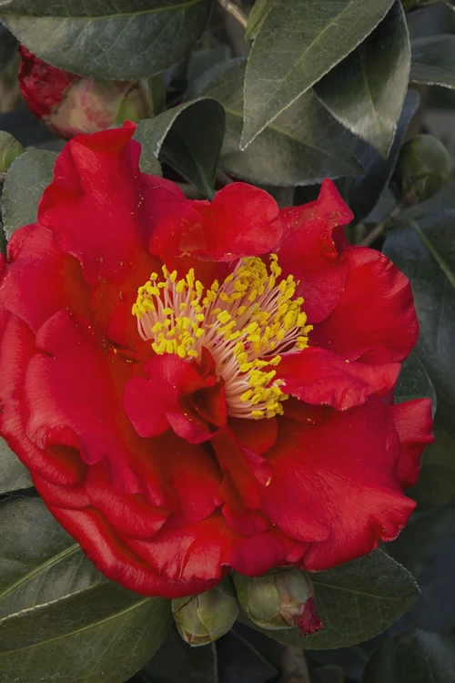 Bob Hope Camellia Japonica - 1 Gallon Pot 6 Bob Hope Camellia Japonica - 1 Gallon Pot - Image 4