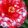 Bobbie Fain Red & White Variegated Camellia Japonica - 1 Gallon Pot 1 Bobbie Fain Red & White Variegated Camellia Japonica - 1 Gallon Pot -Plant Discount Store Camellia Bobby Fain 1