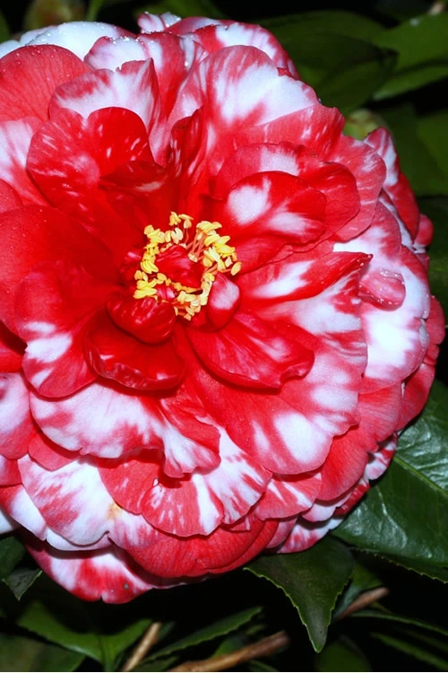 Bobbie Fain Red & White Variegated Camellia Japonica - 1 Gallon Pot 3 Bobbie Fain Red & White Variegated Camellia Japonica - 1 Gallon Pot