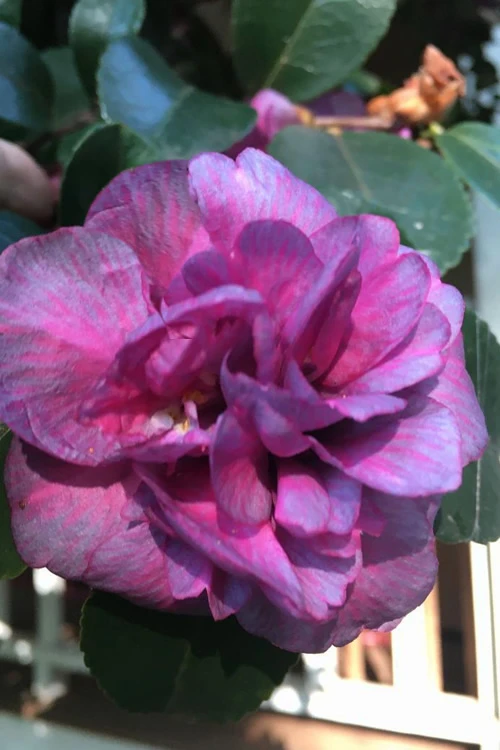Bonanza Purple Camellia Sasanqua - 3 Gallon Pot 7 Bonanza Purple Camellia Sasanqua - 3 Gallon Pot - Image 5