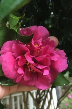 Bonanza Purple Camellia Sasanqua - 3 Gallon Pot 11 Bonanza Purple Camellia Sasanqua - 3 Gallon Pot -Plant Discount Store Camellia Bonanza Purple 9