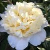 Brushfield Yellow Camellia Japonica - 1 Gallon Pot 1 Brushfield Yellow Camellia Japonica - 1 Gallon Pot -Plant Discount Store Camellia Brushfield Yellow 11