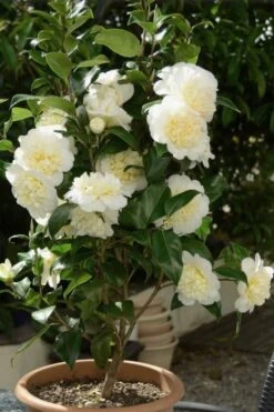 Brushfield Yellow Camellia Japonica - 1 Gallon Pot 12 Brushfield Yellow Camellia Japonica - 1 Gallon Pot -Plant Discount Store Camellia Brushfield Yellow 500x750 1