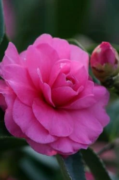 Chansonette Dwarf Weeping Camellia Sasanqua - 3 Gallon Pot 12 Chansonette Dwarf Weeping Camellia Sasanqua - 3 Gallon Pot -Plant Discount Store Camellia Chansonette 2